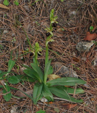 Ophrys massiliensis